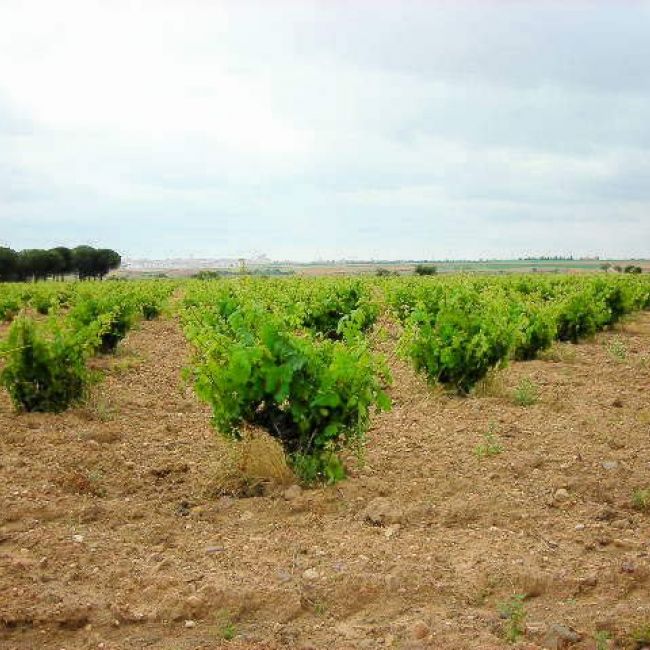 vinedo en toro
