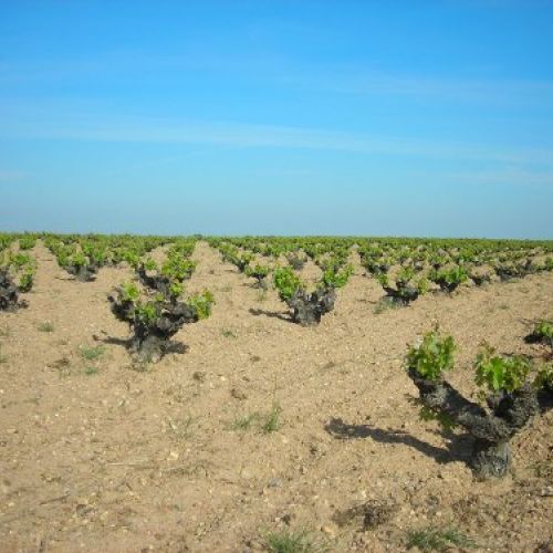 Viñedos