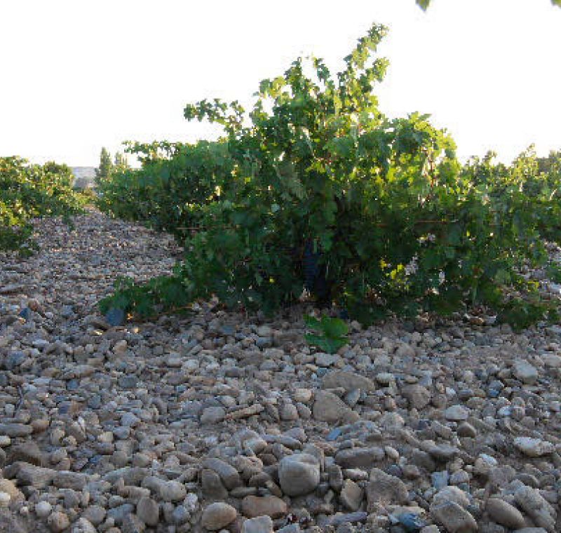 Viñedos