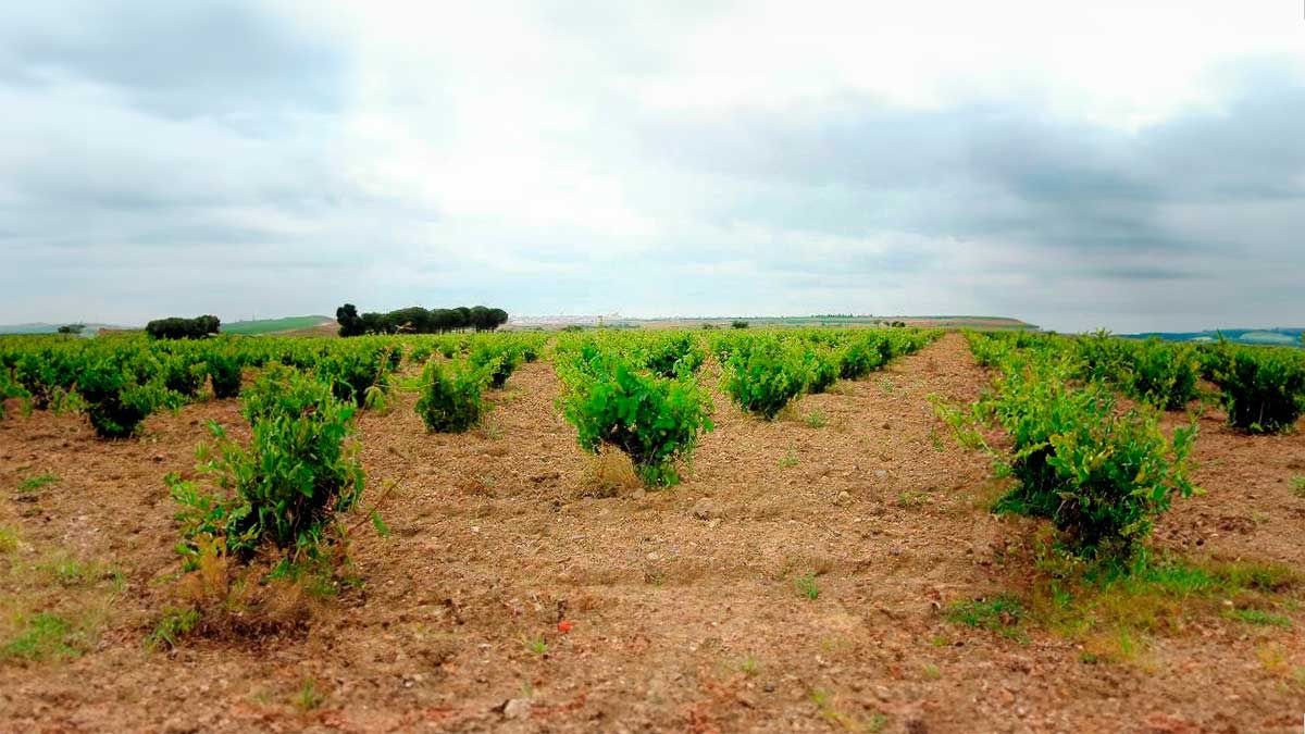 El viñedo en Toro