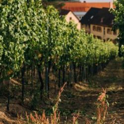 Blog revista vinícola