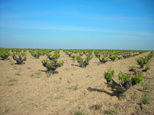Viñedos