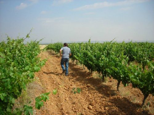 caminando entre vinedos