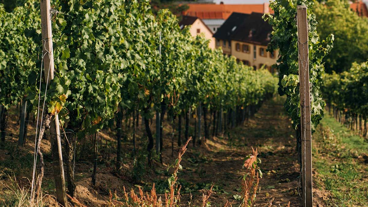 Blog revista vinícola