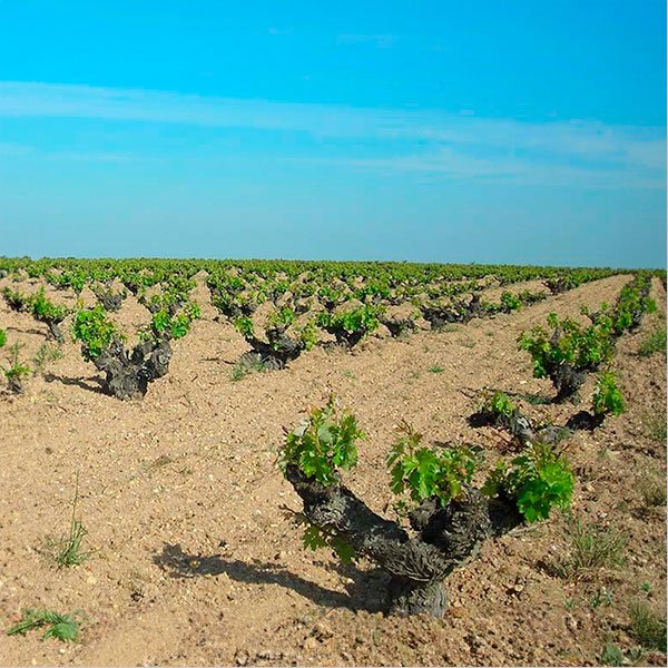 Bienvenido a Bodegas Velasco e Hijos